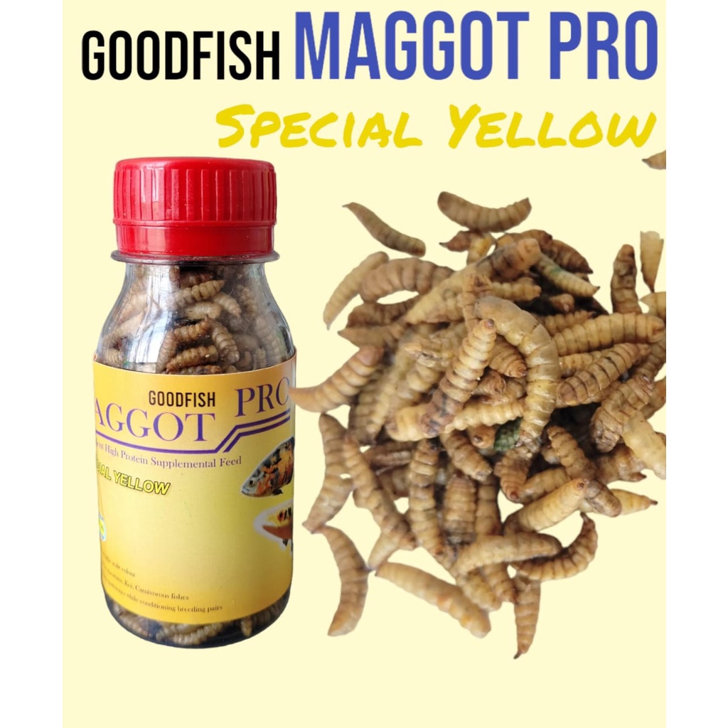 Jual GOODFISH MAGGOT PRO SPECIAL COLOR BLUE/YELLOW/RED 20 GR pakan ikan ...