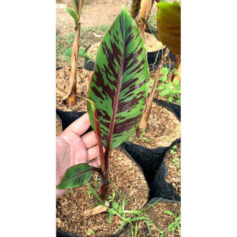 Jual pisang variagata merah - banan red bloods varigated mahal | Shopee ...