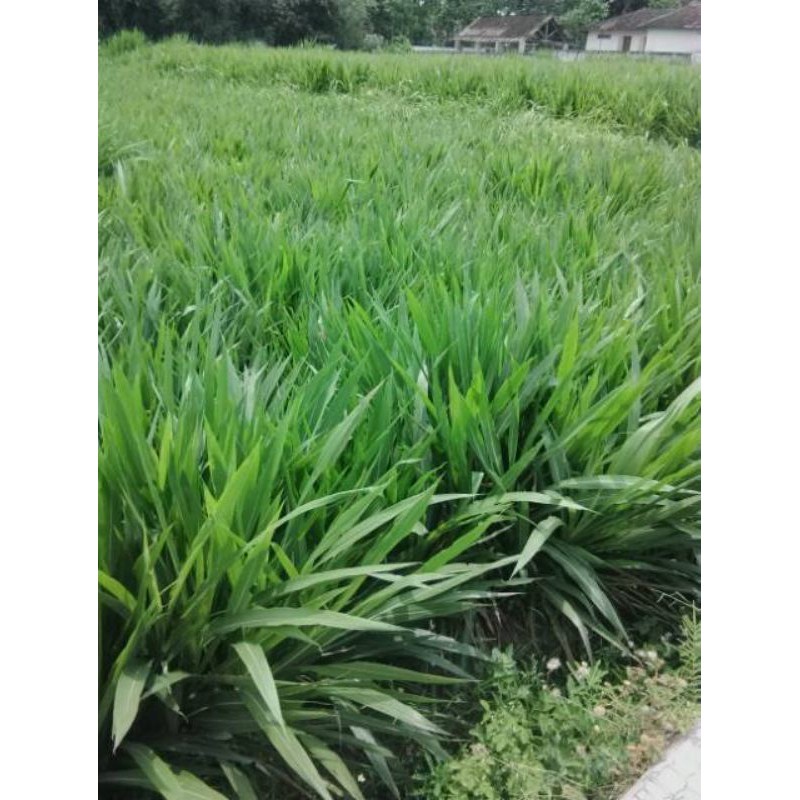 Jual Promo bibit rumput odot kemasan 1kg kualitas super siap tanam buat ...
