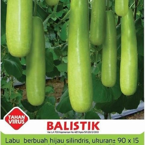 Jual 20 BUTIR BIJI/BENIH LABU AIR BALISTIK (REPACK) | Shopee Indonesia