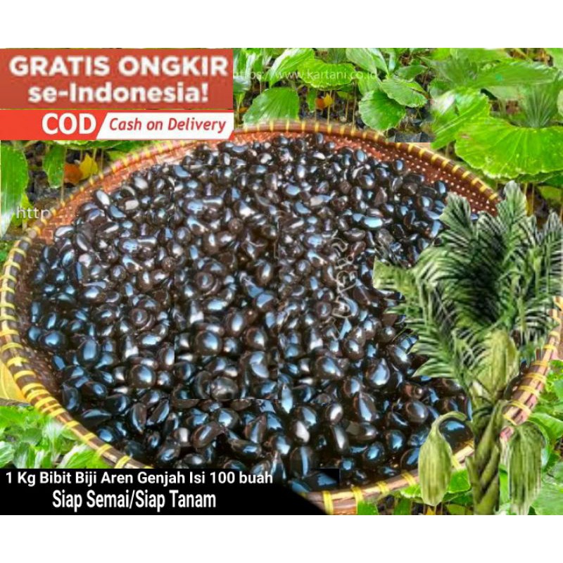 Jual Bibit Biji Aren 1 kg Isi 100 Pcs / Benih Biji Aren Siap Tanam ...