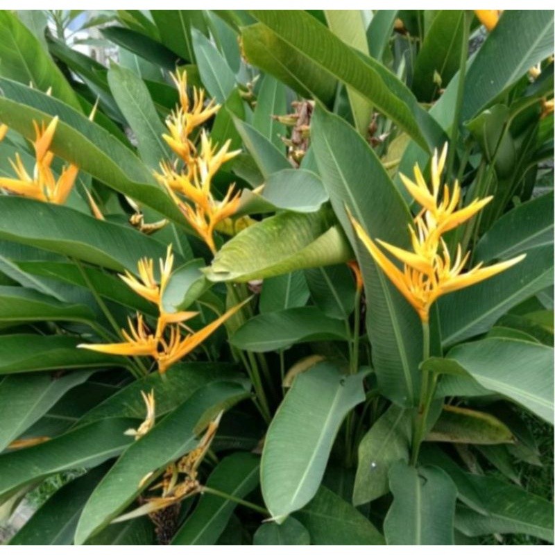 Jual Bibit tanaman hias Pisang heliconia kuning - pisang calatea kuning ...