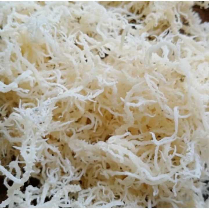 Jual rumput laut kering putih/spinosum Cottonii 250 gram | Shopee Indonesia