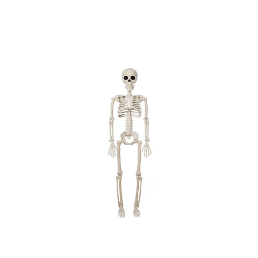 Jual Kerangka Manusia alat peraga ukuran tinggi 90/40cm | Torso Model ...