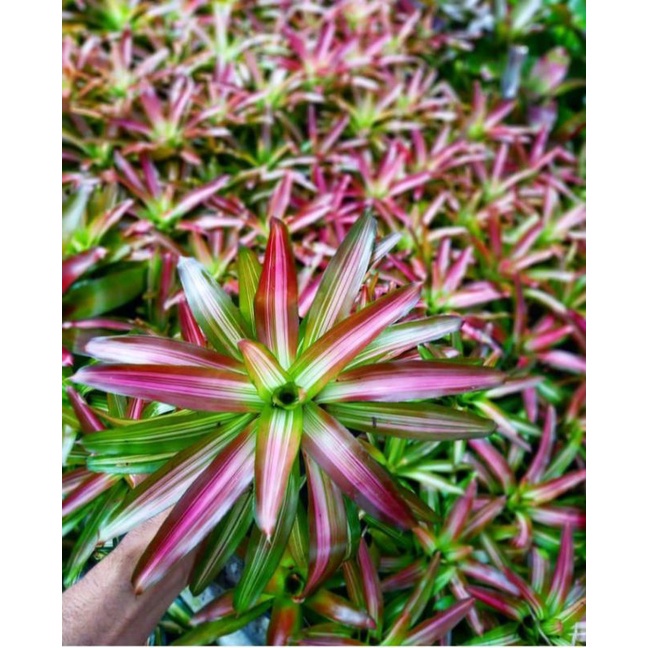 Jual Tanaman hias bromelia three color - bromelia tri color | Shopee ...