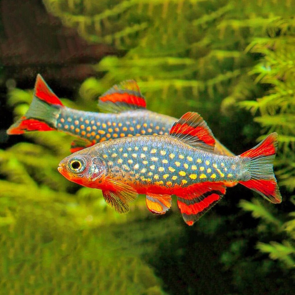 Jual Rasbora Galaxy / Ikan Hias Air Tawar | Shopee Indonesia
