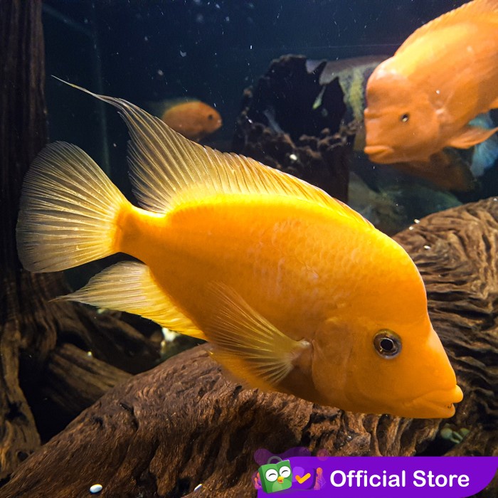 Jual Red Devil Fish Yellow / Ikan Red Devil Kuning / Predator Terbaru