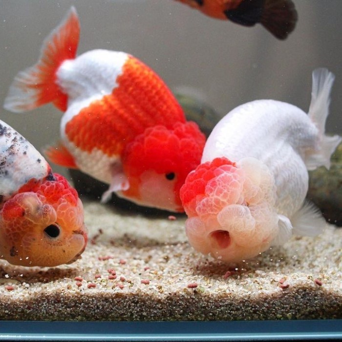 Jual pemanis aquarium Ikan koki ranchu lionchu red white maskoki gold ...