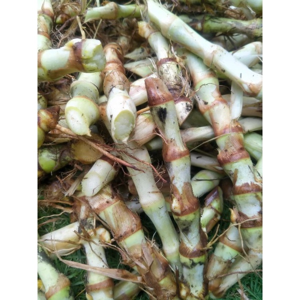 Jual Promo Special Bibit Rumput Odot 50batang 1kg Pakan Ternak