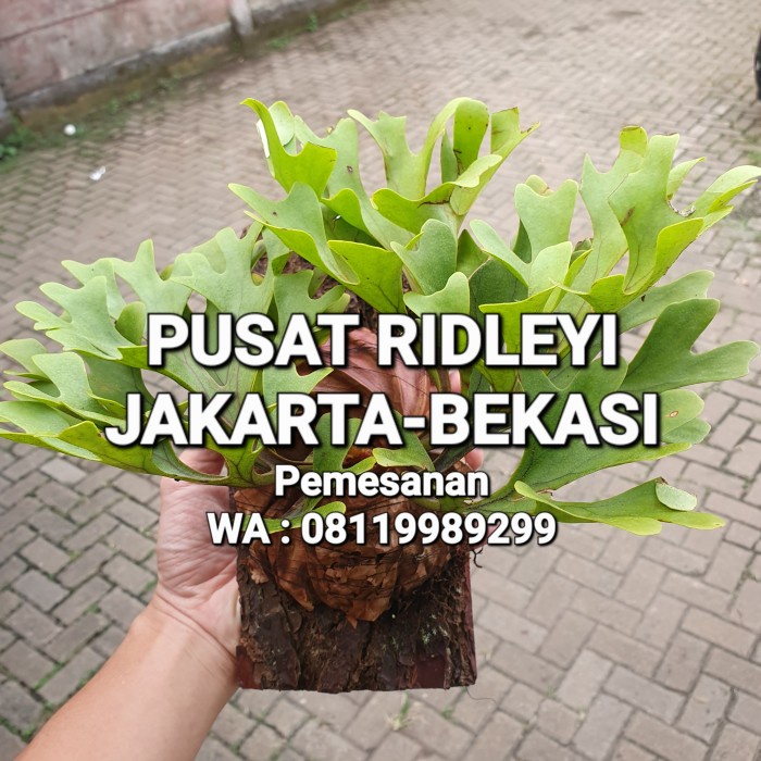 Jual New PLATYCERIUM RIDLEYI / SIMBAR MENJANGAN / TANDUK RUSA ...