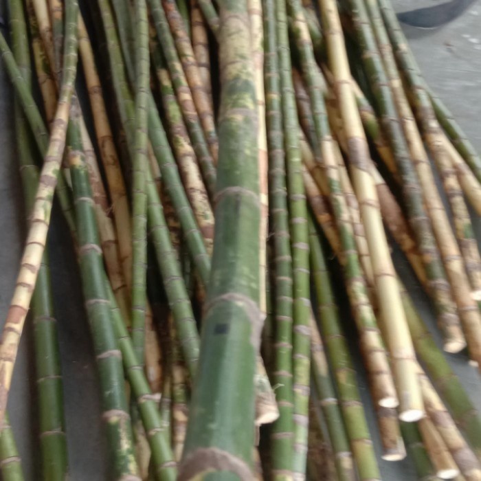 Jual BATANG PALEM WAREGU BAHAN ALAT PANCING/KERAJINAN 80cm | Shopee ...