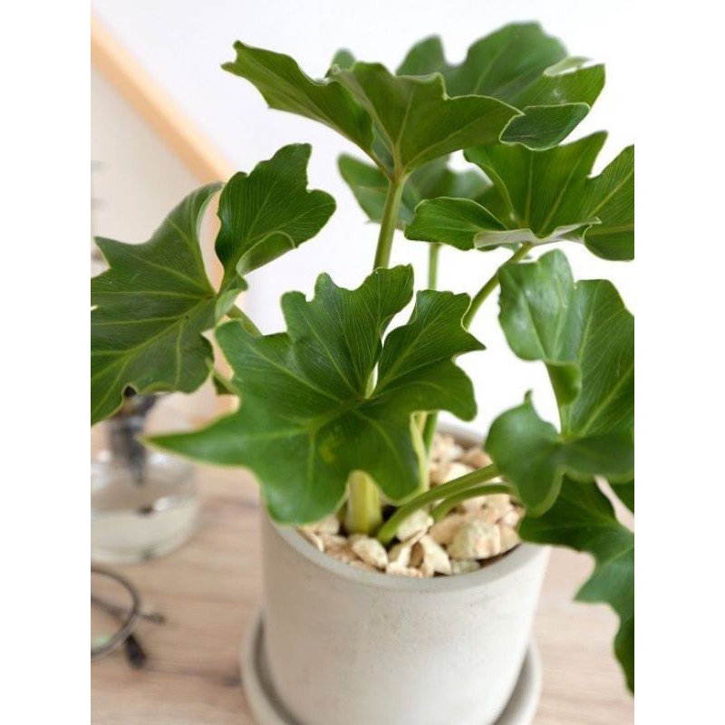 Jual PROMO!! Tanaman Hias Philodendron Selloum - Tanaman Indoor - Pohon ...