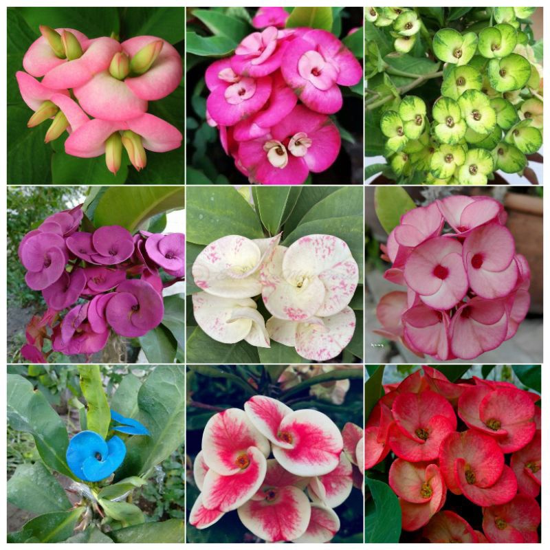 Jual EUPHORBIA MILLI Tanaman Hias Ekorbia Bunga Mahkota Berduri - Bibit ...