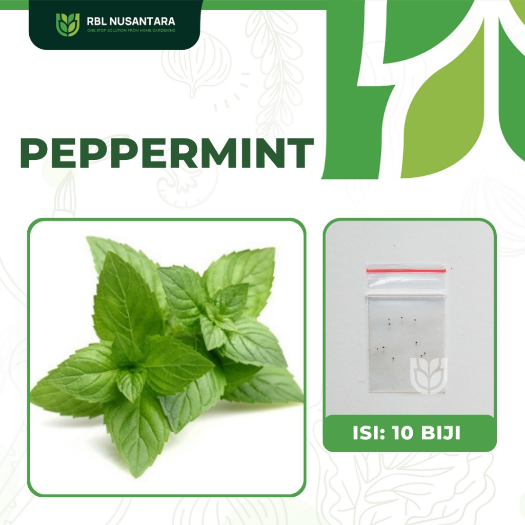 Jual 10 Bibit Benih Herbal Peppermint Biji Tanaman Herbal Mint Tanaman ...