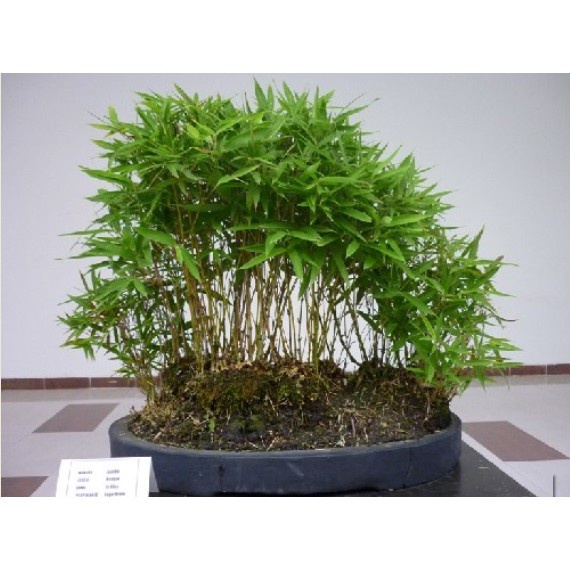 Jual selalu Promo Tanaman Hias Bambu Micro Thailand cod | Shopee Indonesia