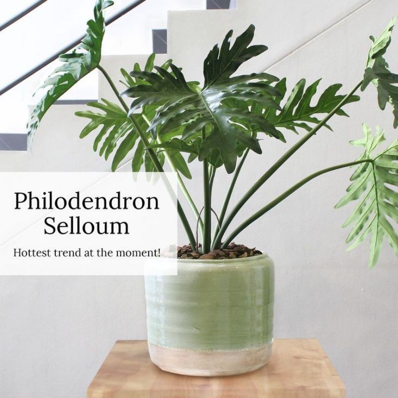 Jual PROMO!! Tanaman Hias Philodendron - Philodendron Selloum - Philo ...