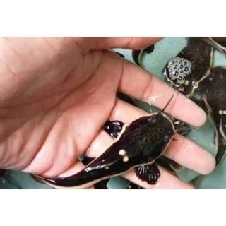Jual Ikan RTC Terlengkap & Harga Terbaru Februari 2026 | Shopee Indonesia
