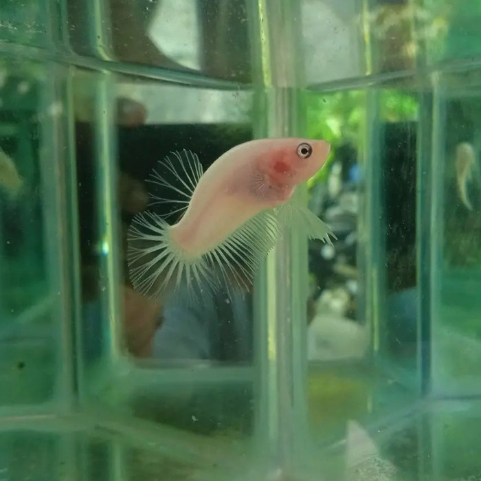 Jual singletank cupang hias plakat red koi galaxy gold copper cooper ...
