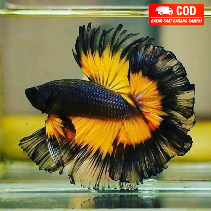 Jual Hiasan Aquarium Cupang Halfmoon warna cantik cupang bulan | Shopee ...