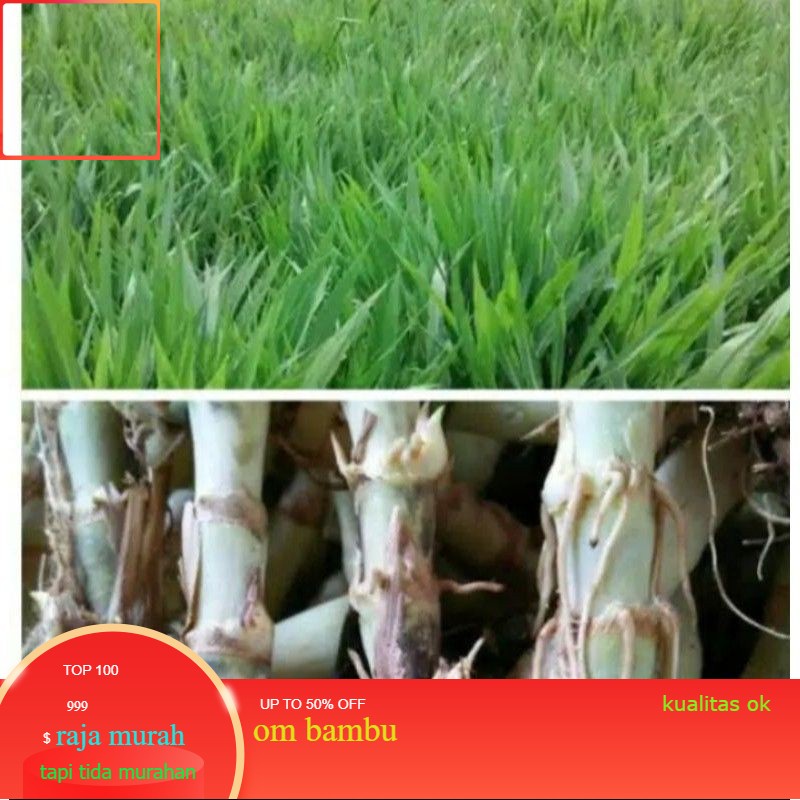 Jual bibit Rumput gajah atau odot isi 50 batang terbaik | Shopee Indonesia