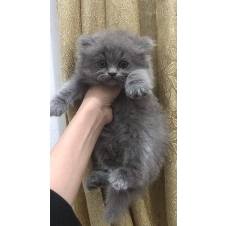 Jual Kucing persia Anggora murah KHUSUS WARNA ABU | Shopee Indonesia