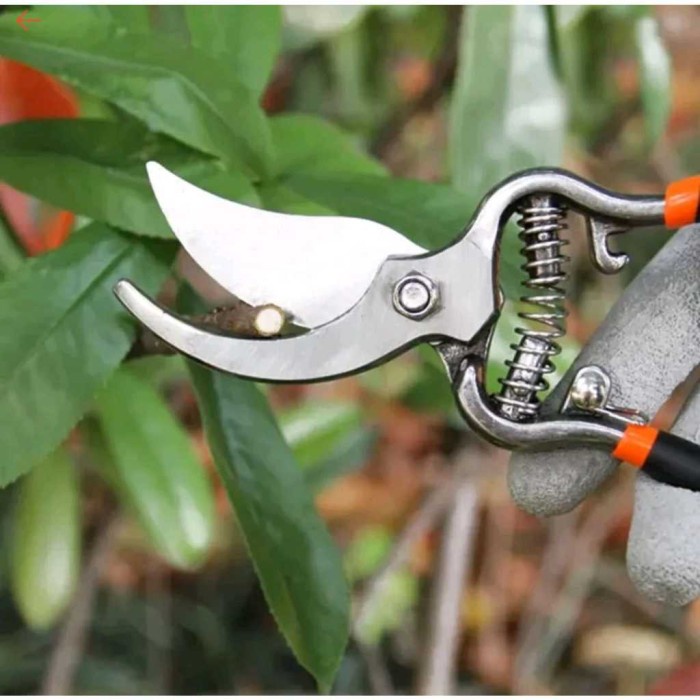 Jual Gunting 8 Inch Taman Dahan Ranting Daun Pruning Shears Gunting ...