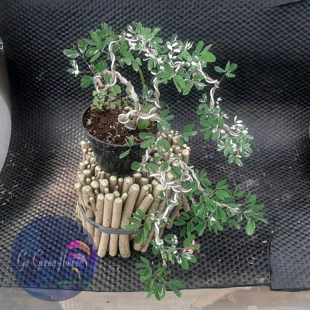 Jual BAHAN BONSAI ASEM LONDO - asam belanda (Pithecellobium dulce ...