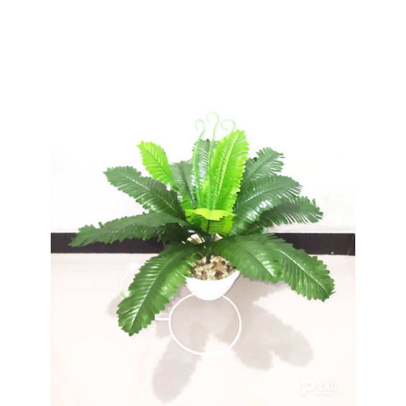 Jual standing pot- standing vas- daun pakis besi- lidah martua- Bunga ...
