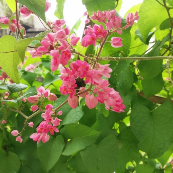 Jual tanaman rambat air mata pengantin bunga pink taneman rambat ...