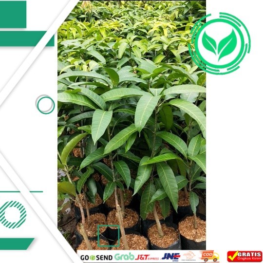 Jual Bibit Mangga Kiojay Jumbo Asli Tanaman Buah Kyojay Okulasi Unggul ...