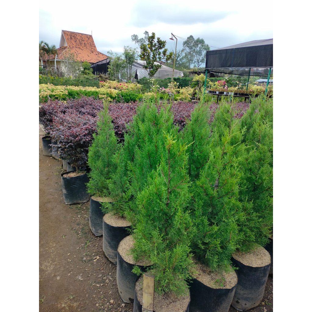 Jual CEMARA RENTES 1 METER - Tanaman Hias Hidup Cemara Rentes Wangi ...