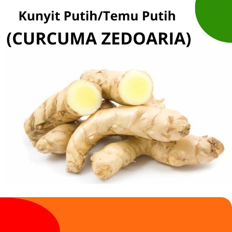 Jual Temu Putih Segar 1kg Curcuma Zedoaria Kunyit Putih | Shopee Indonesia