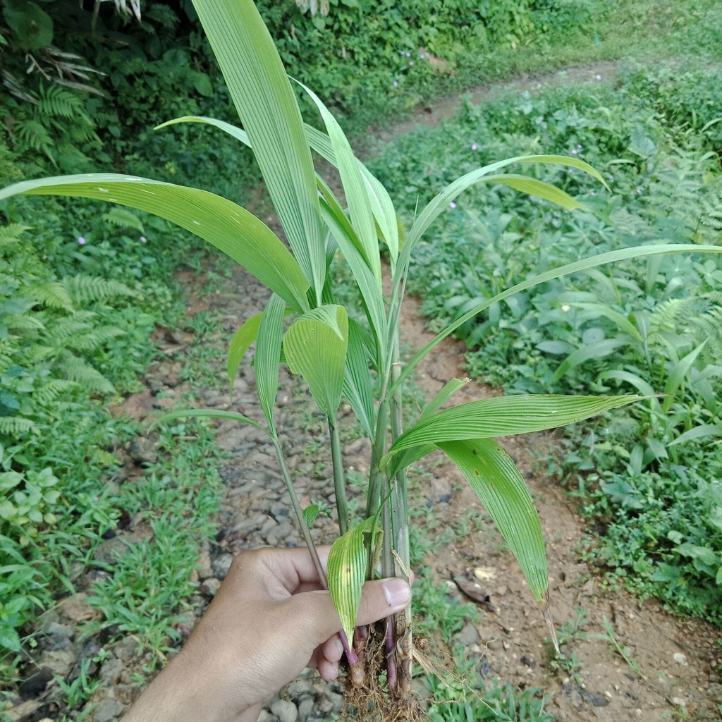Jual Bibit tanaman setaria pamifolia/demplot/congkok 1 kg pakan hewan ...