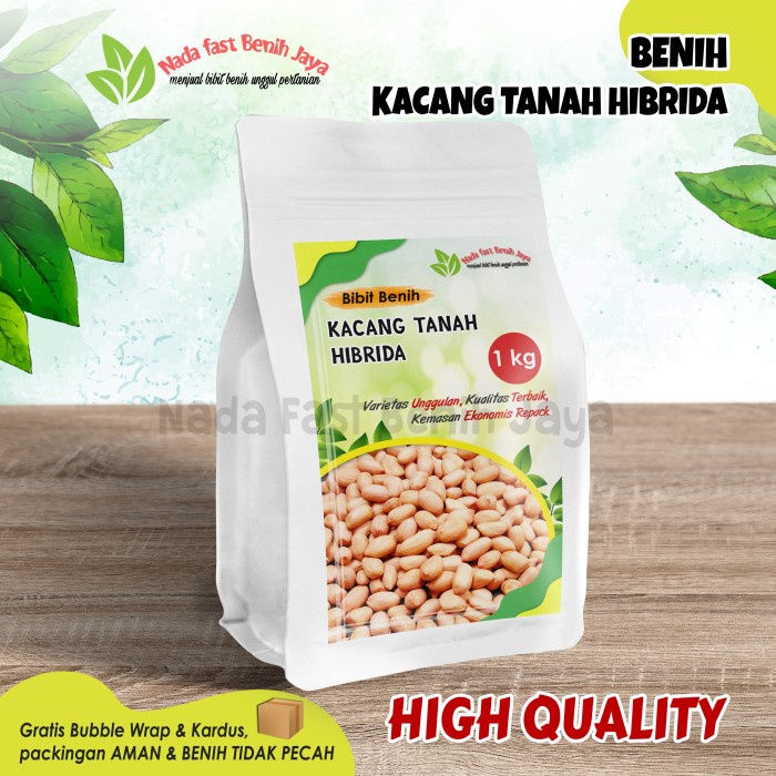 Jual New Benih Kacang Tanah Hibrida 1 Kg Bibit Kacang Tanah Super