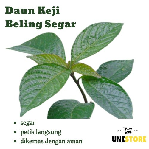 Jual 500GR DAUN KEJI BELING / PECAH BELING SEGAR - Obat Batu Ginjal ...