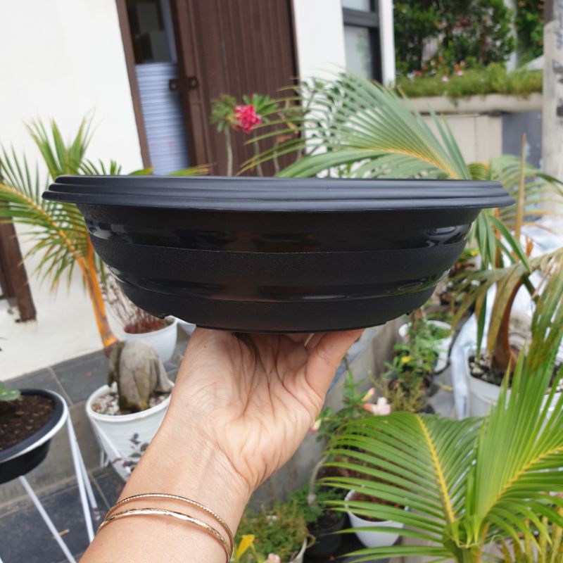 Jual (1pc) AZALEA BONSAI 25 (24cm) HITAM-PUTIH : Pot bunga bonsai ceper ...