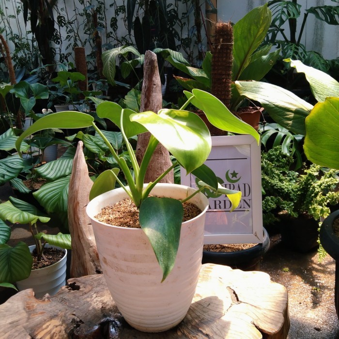 Jual Tanaman hias philodendron rugosum x jose buono | sesuai gambar ...