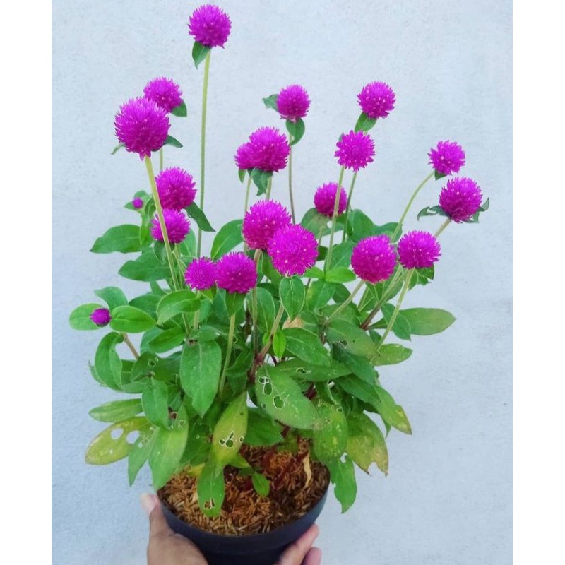 Jual tanaman bunga kancing - tanaman - pohon | Shopee Indonesia