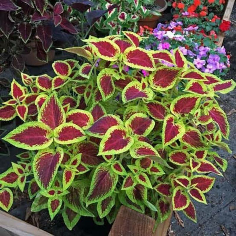 Jual Tanaman Hias miana urat merah - coleus wizard scarlet | Shopee ...