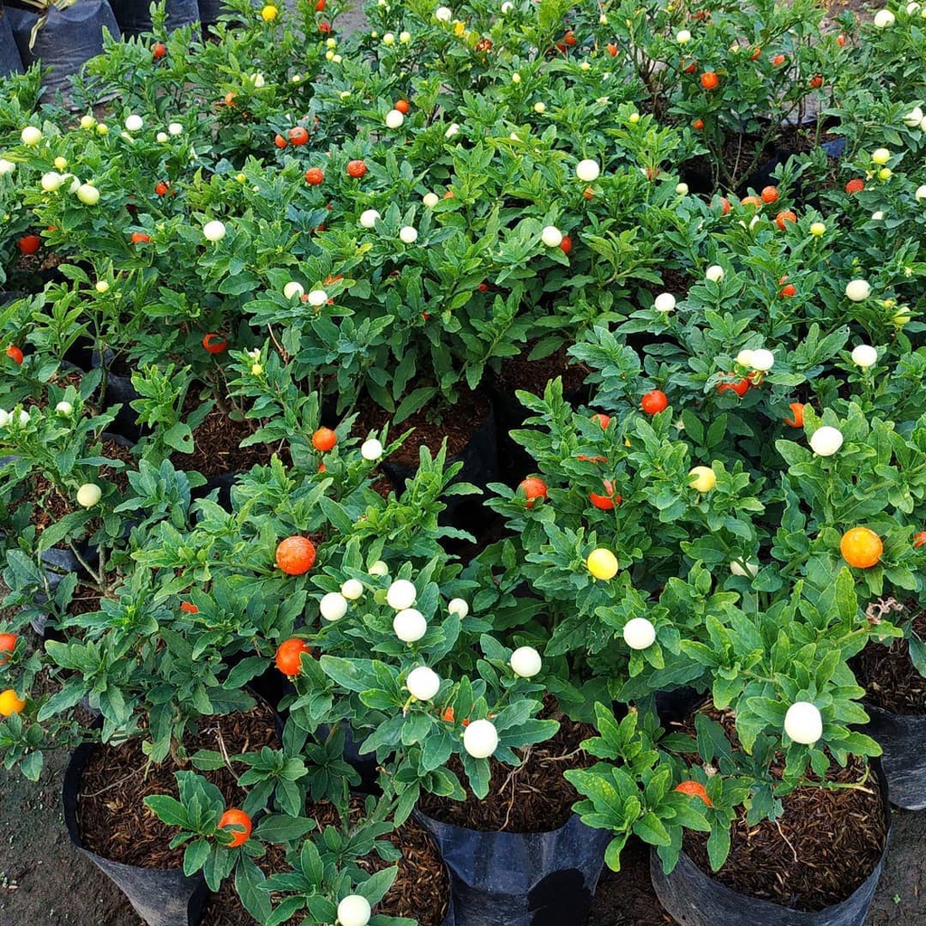 Jual Tanaman Bibit Tomat Krismil - Cabai Crismil / Krismil / Lombok ...