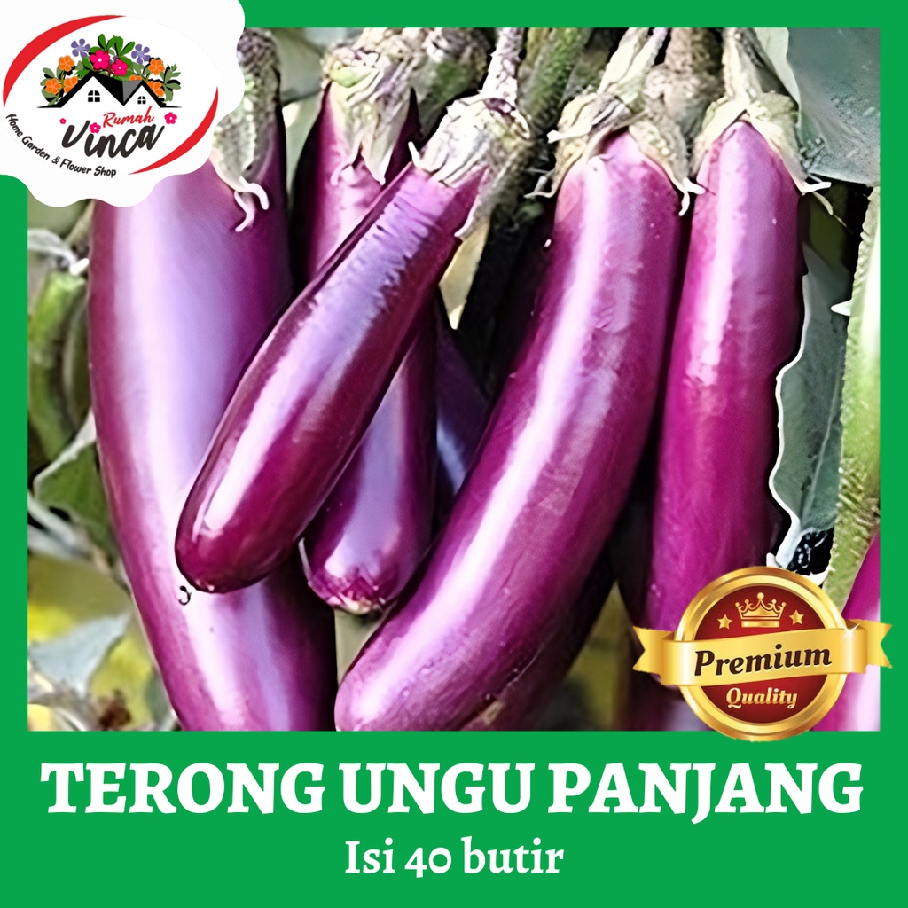 Jual Benih Bibit Sayur Terong Ungu Panjang 40 Butir Terong Super Tahan