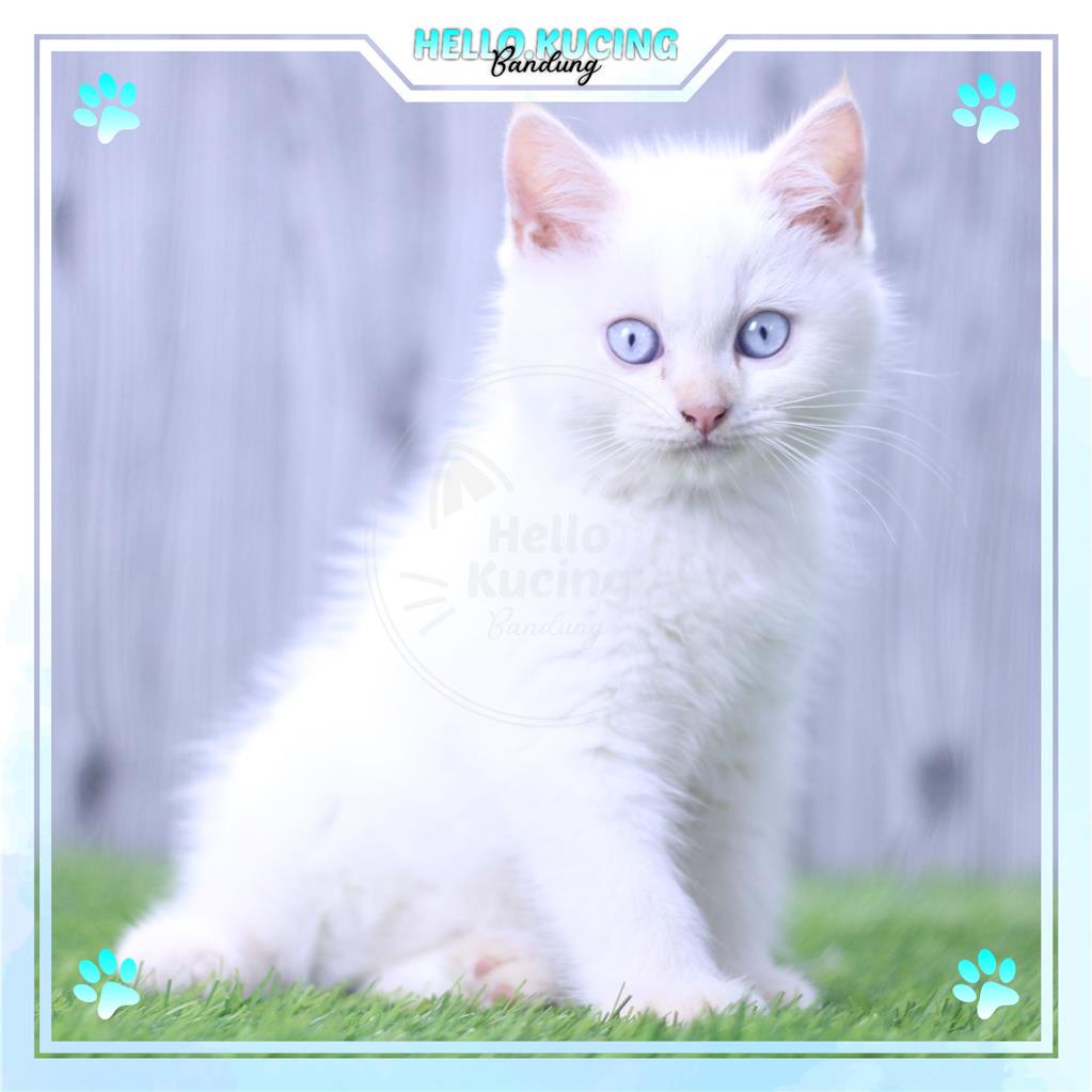 Jual Kucing Kitten Persia Himalaya Redpoint Muka Bulat Jantan Shopee