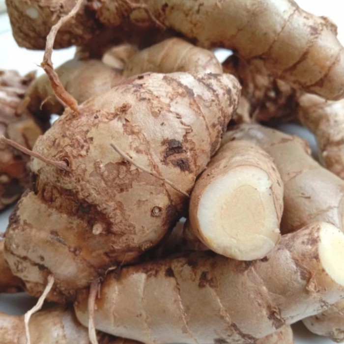 Jual temu putih segar per 500gram, CURCUMA ZEDORA fresh Kuyit putih ...