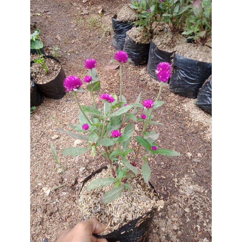 Jual tanaman bunga kancing - tanaman - pohon | Shopee Indonesia