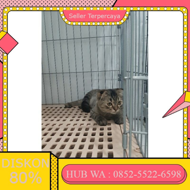 Jual Kucing Fold/persia/himalaya/bengal/munchkin/anggora | Shopee Indonesia