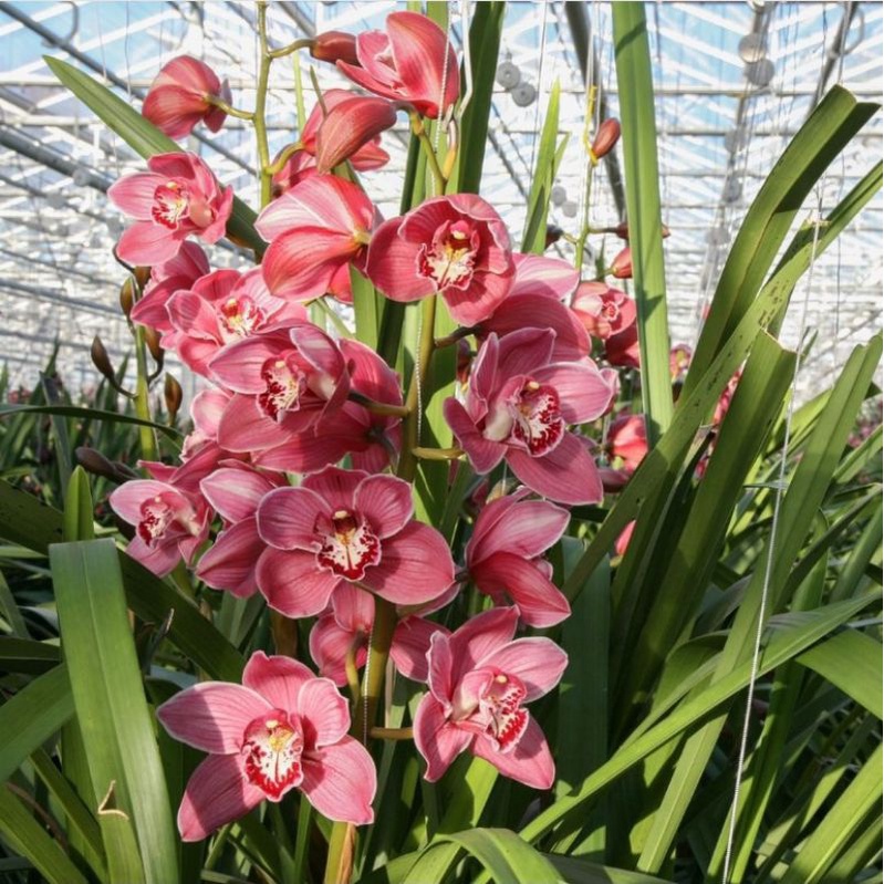 Jual Anggrek cymbidium red flash/anggrek cymbidium bunga royal flash ...