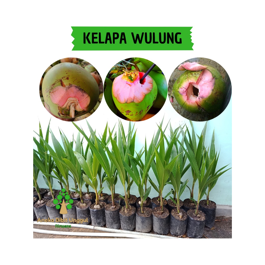 Jual Bibit Kelapa Hibrida Kelapa Wulung Kelapa Hijau Asli Sepet Pink