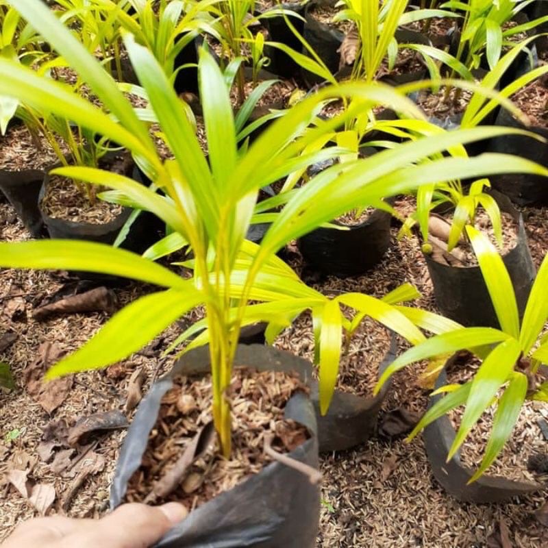 Jual pohon palm kuning rumpun tanaman hias palem kuning rumpun | Shopee ...