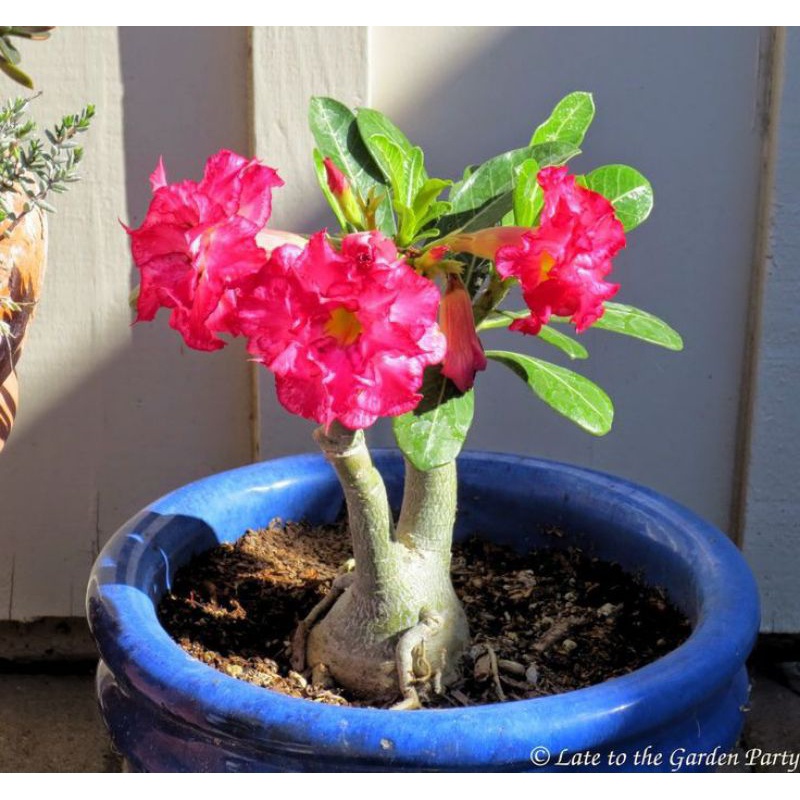 Jual Bibit tanaman hias adenium tumpuk red flash-adenium tumpuk cabang ...