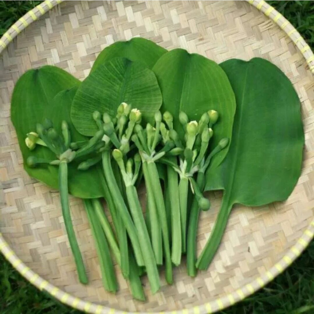 Jual Daun genjer sayur daun pucuk genjer pucuk daun genjer 300 gr ...